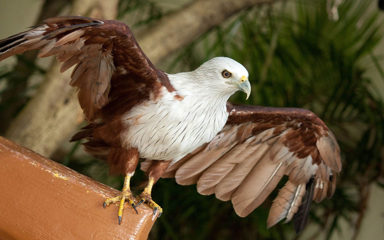Kuala Lumpur Bird Park, Butterfly Park with Orchid and Hibiscus Garden Day Tour Image 3