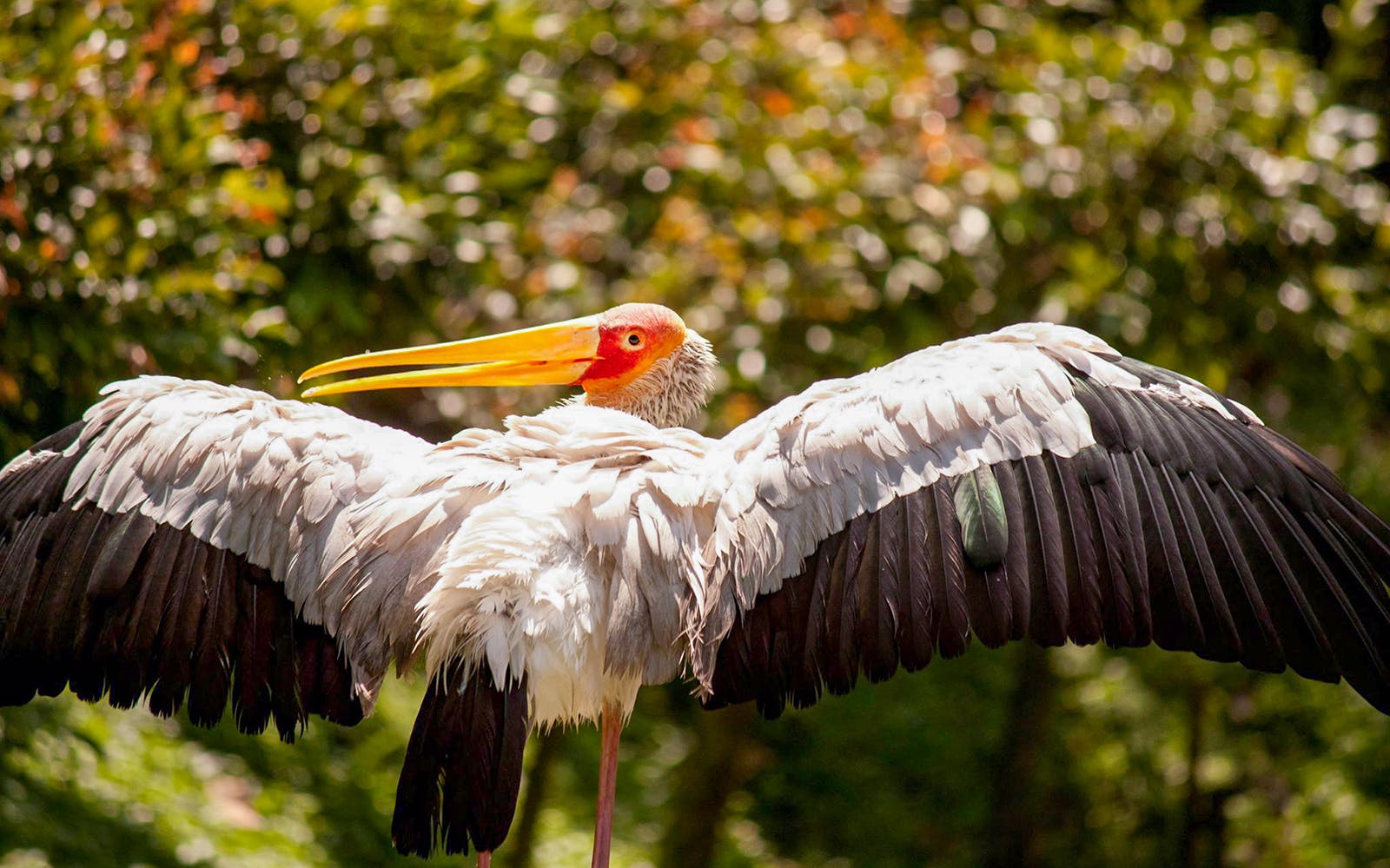 Kuala Lumpur Bird Park, Butterfly Park with Orchid and Hibiscus Garden Day Tour Image 5
