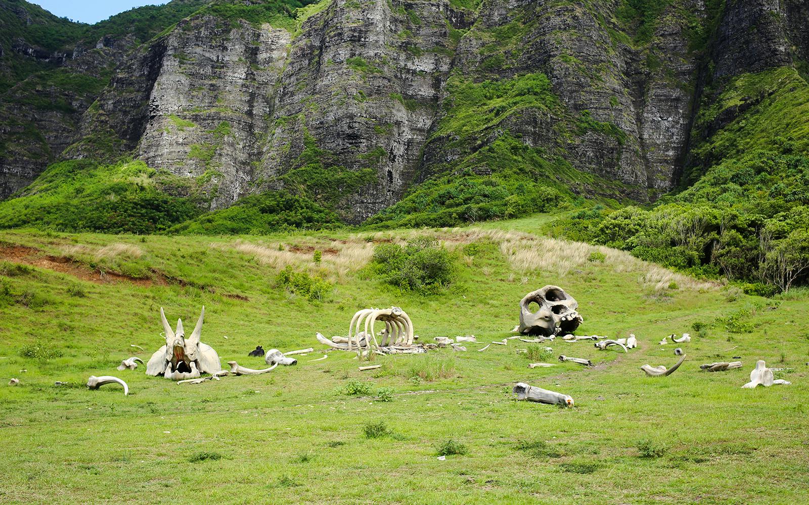 Kualoa Ranch: Movie Sites and Ranch Tour Image 2