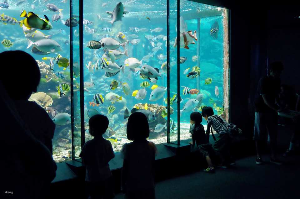 Kushimoto Marine Park Center Aquarium/Underwater Observatory Tower Admission Ticket｜Japan