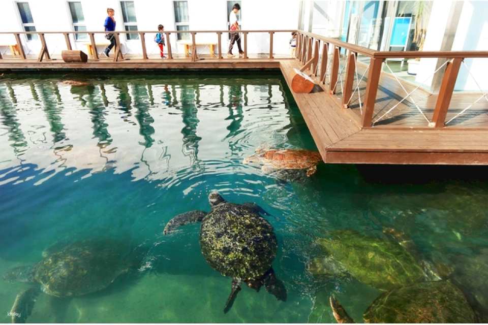 Kushimoto Marine Park Center Aquarium/Underwater Observatory Tower Admission Ticket｜Japan