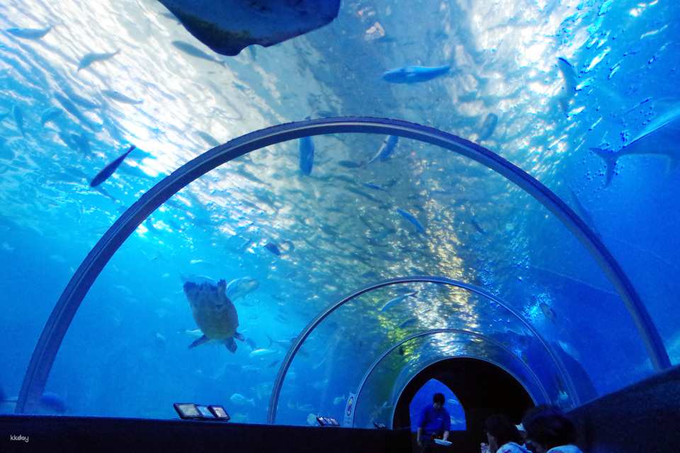 Kushimoto Marine Park Center Aquarium/Underwater Observatory Tower Admission Ticket｜Japan
