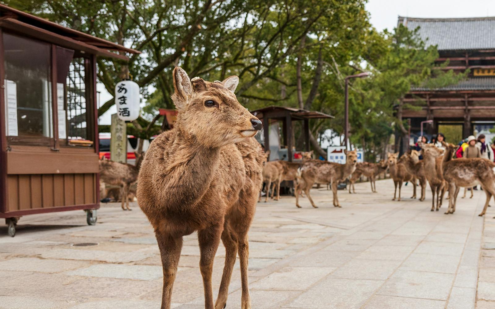 Kyoto & Nara by Private Car: Temples, Deer Park & Scenic Stops Image 2