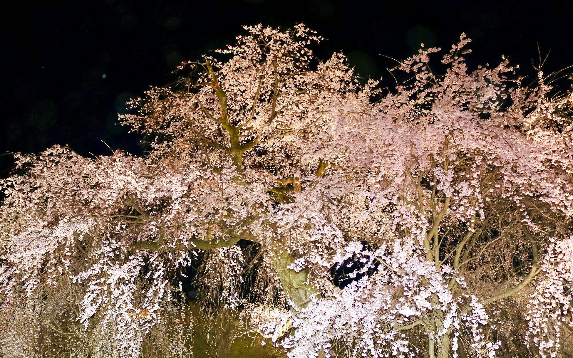 Kyoto: Gion After-Dark Walking Tour – Geisha Culture & Night Sightings with Local Guide Image 5