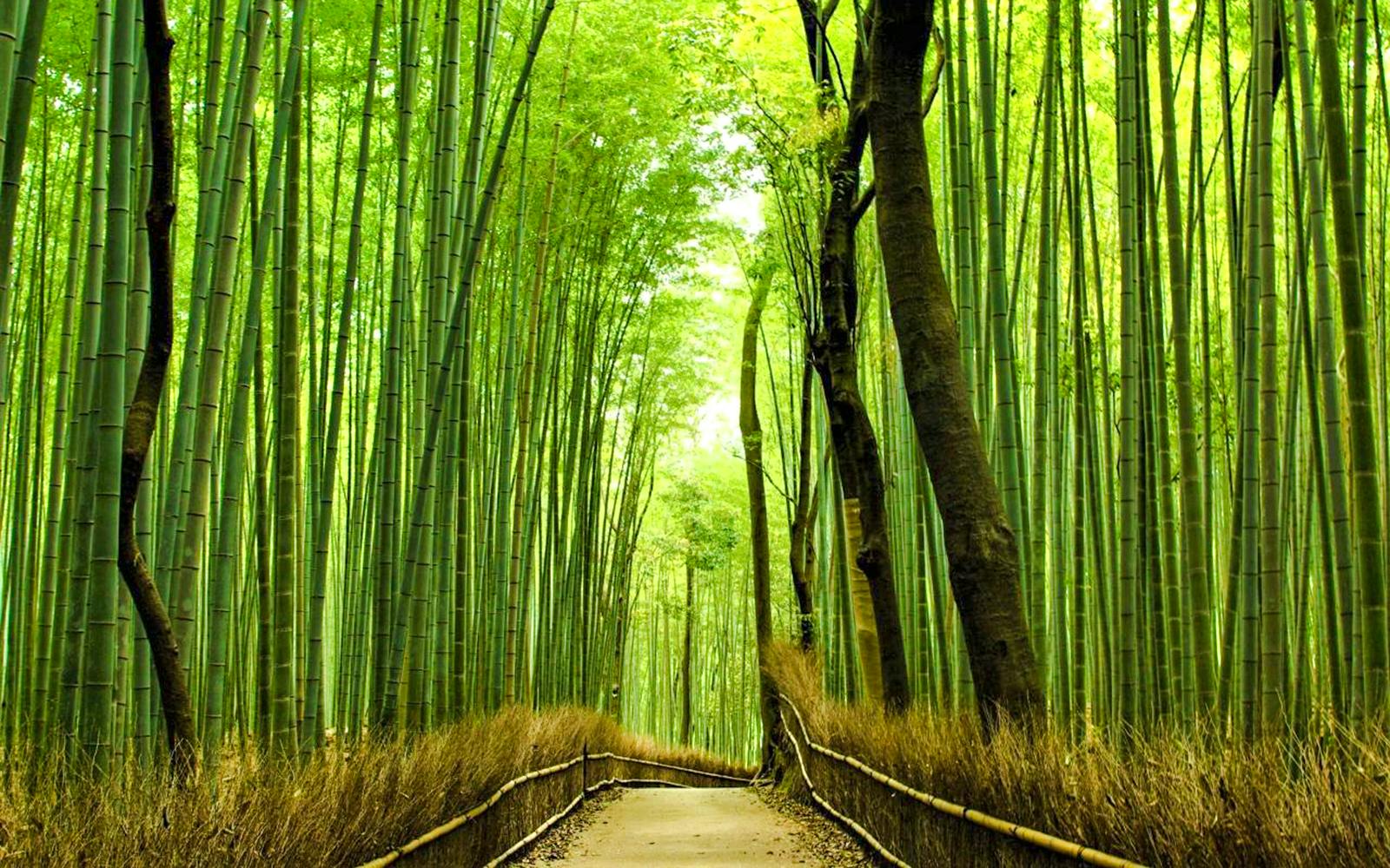 Kyoto Heritage Guided Tour: Arashiyama, Fushimi Inari & Kiyomizu-dera on Luxury Coach with Optional Lunch Image 2