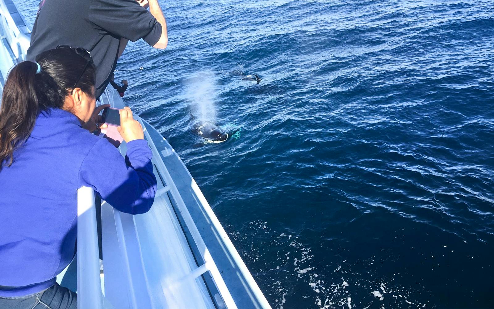 Los Angeles Whale Watching & Dolphin Tour Image 4