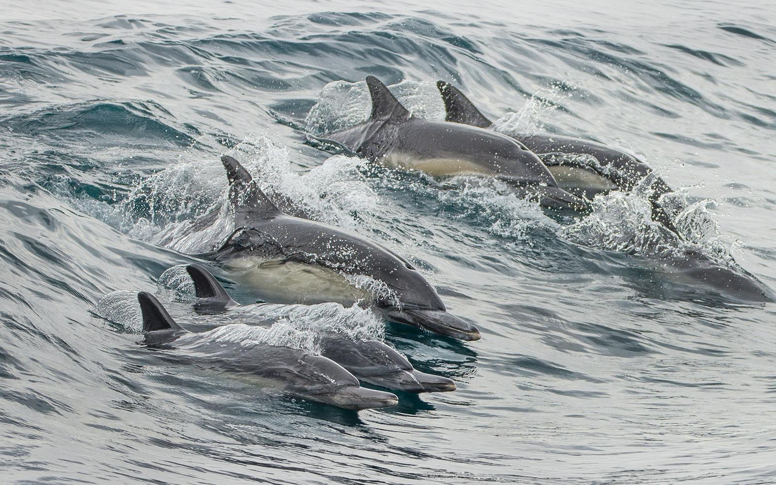 Los Angeles Whale Watching & Dolphin Tour Image 10