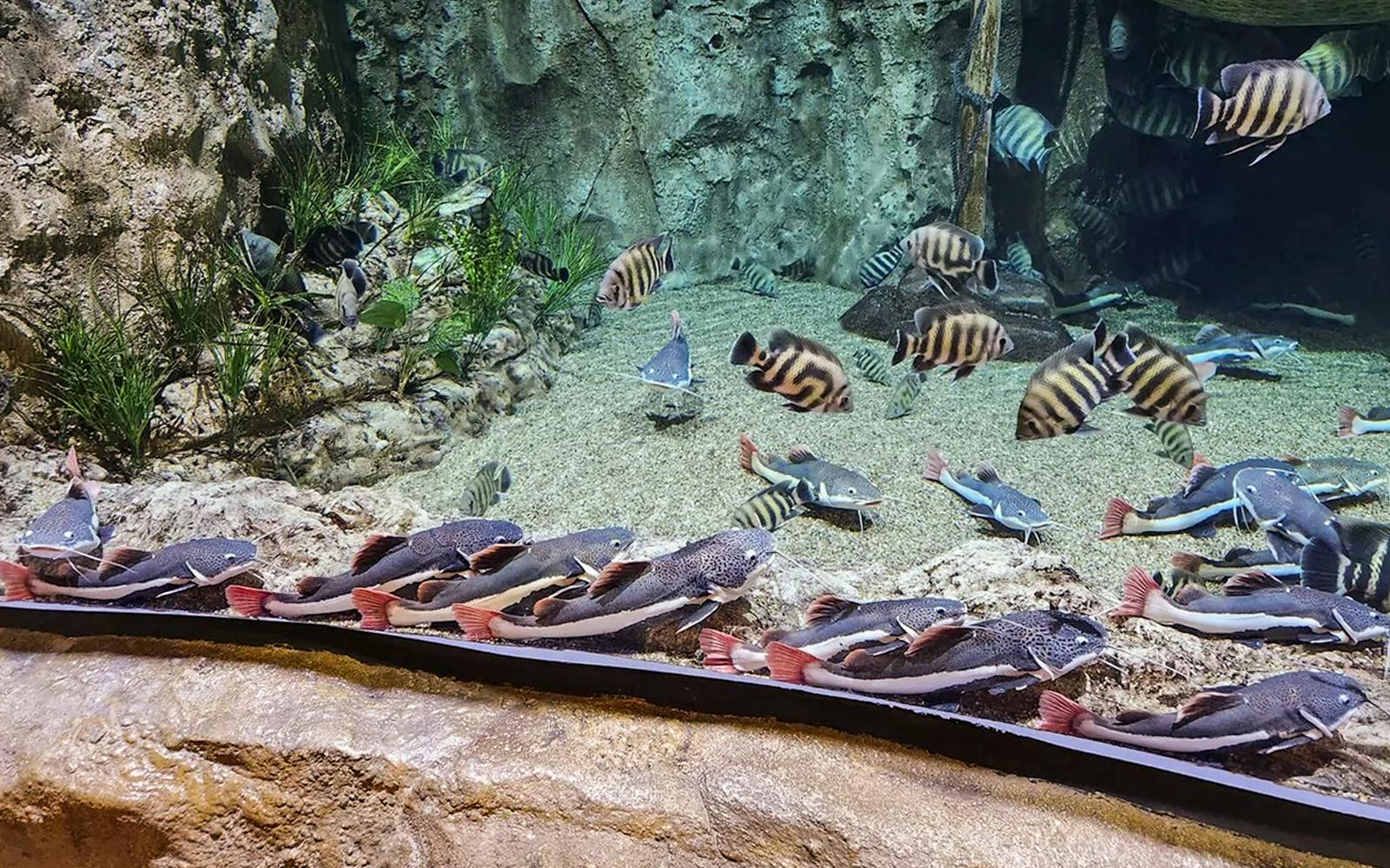 Lotte World Aquarium Hanoi Tickets Image 2