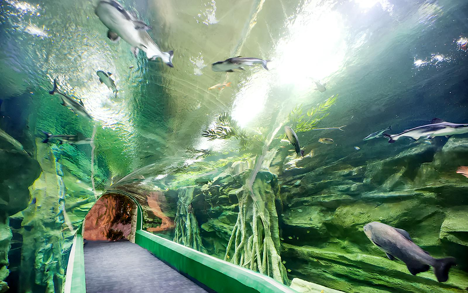 Lotte World Aquarium Tickets Image 3