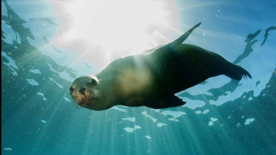 Marine Safari Bali (Oversea) in Bali | Indonesia