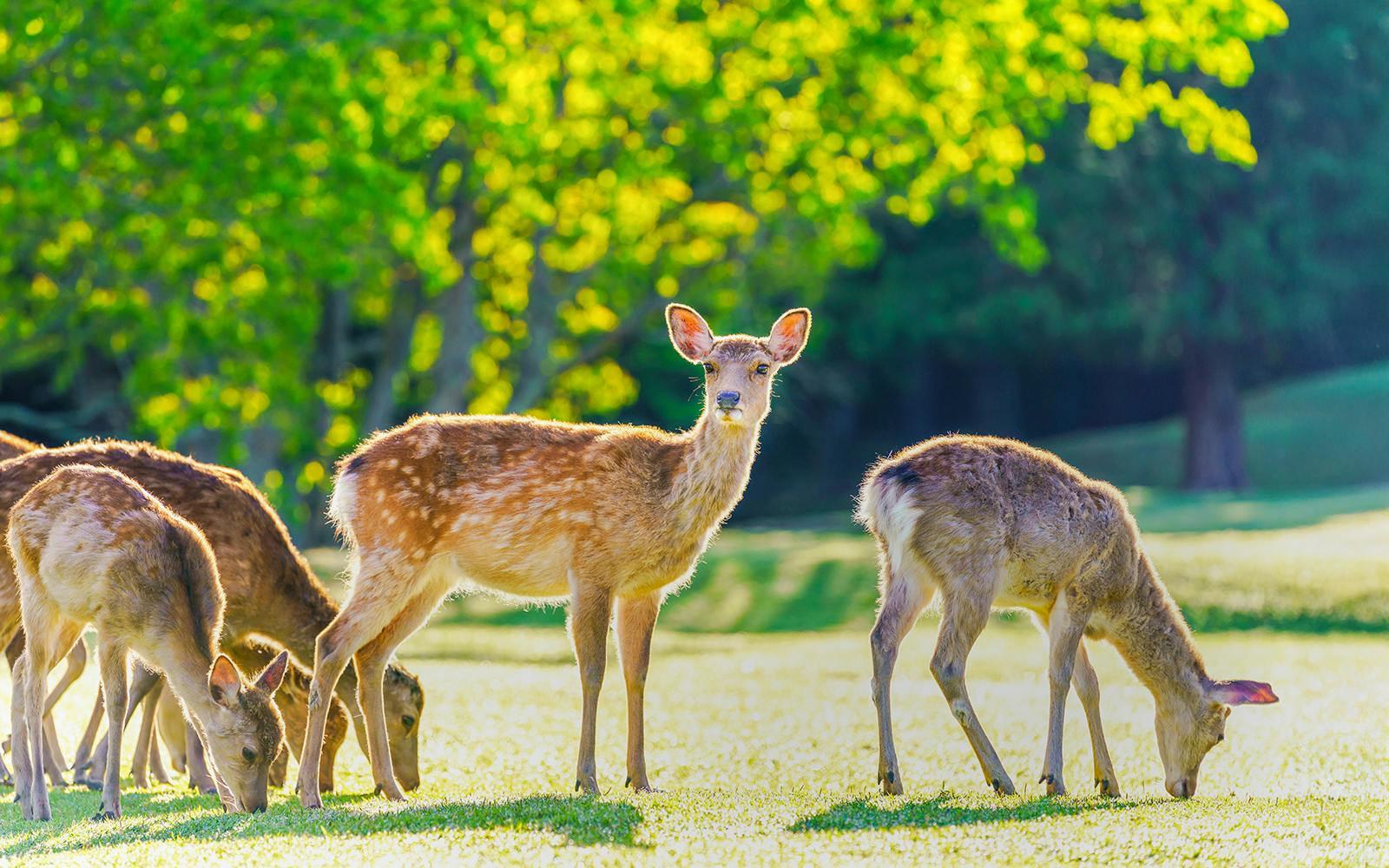 Matcha Tour: Nara Park, Uji, and Hot Spring from Osaka Image 2