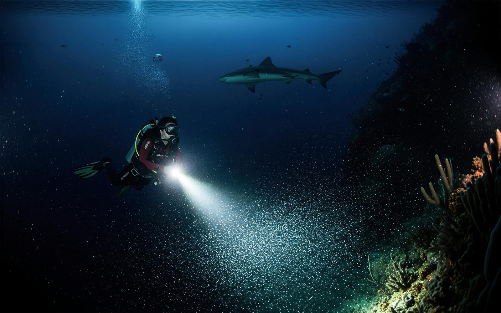 Maui Night Dive Tours Image 1