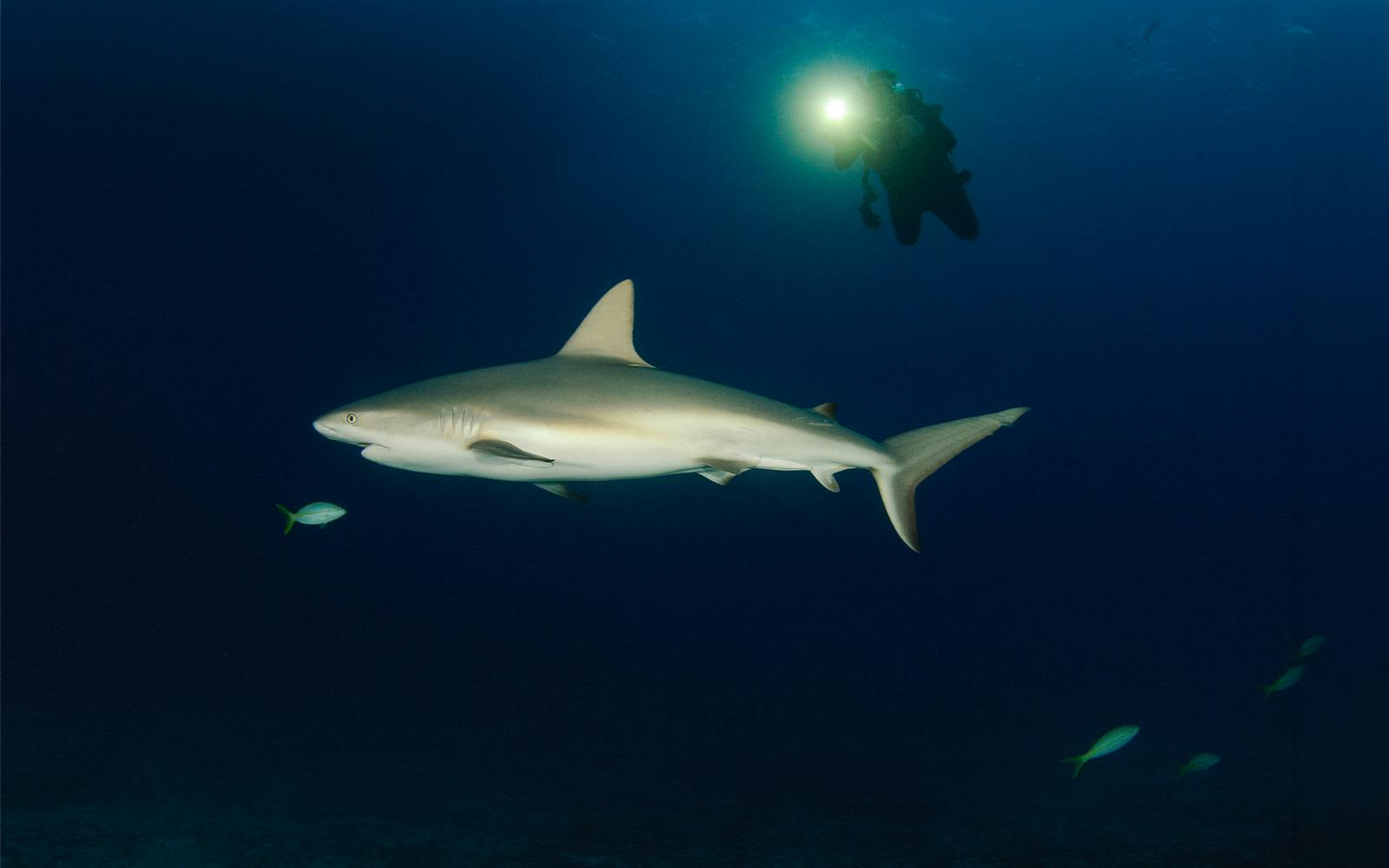 Maui Night Dive Tours Image 5