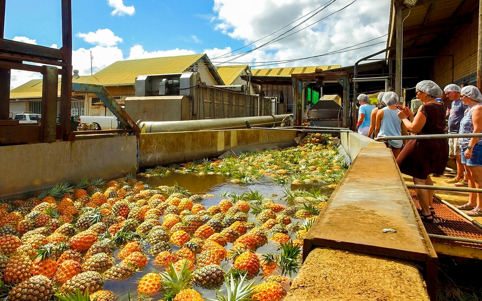 Maui Pineapple Tour: The Planting Experience Image 1