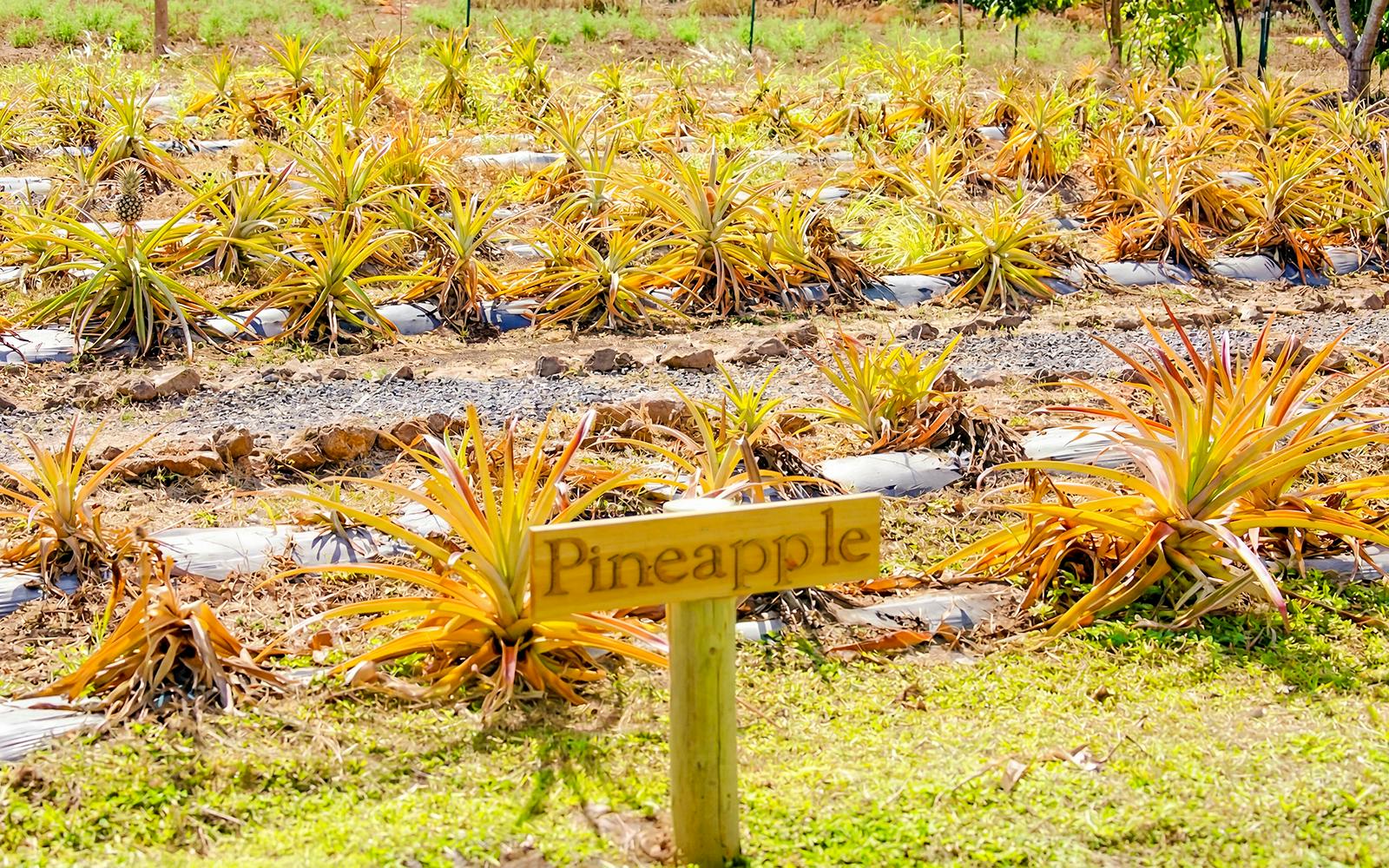 Maui Pineapple Tour: The Planting Experience Image 9