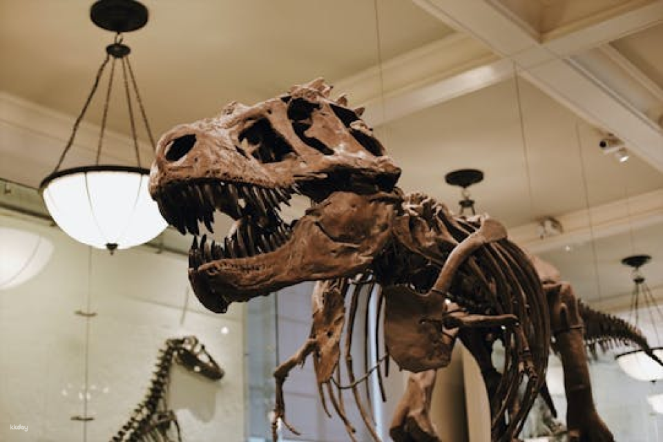 Metropolitan Museum of Art and American Museum of Natural History semi-private combo tour