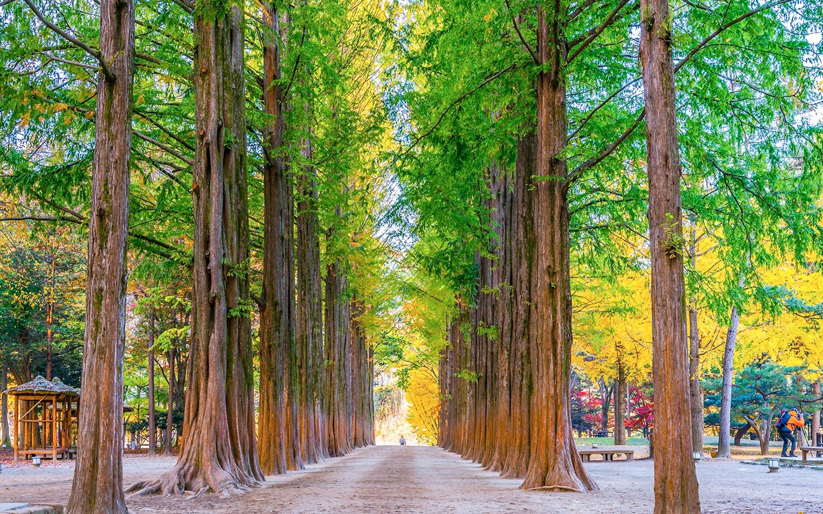 Nami Island Day Tour with Gangchon Rail Bike  Image 5