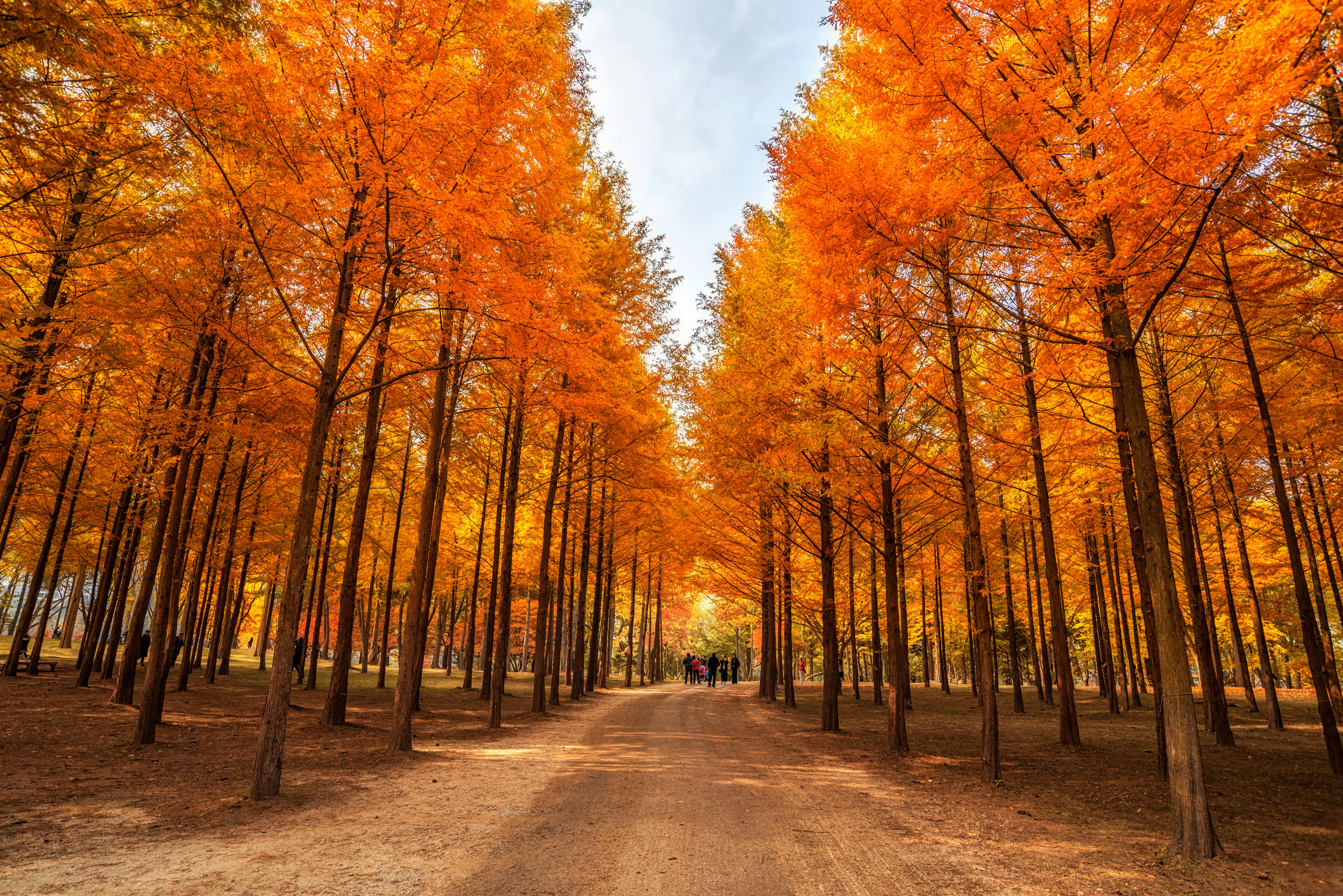 Nami Island Nature Exploration Day Tour with Garden of Morning Calm  Image 1