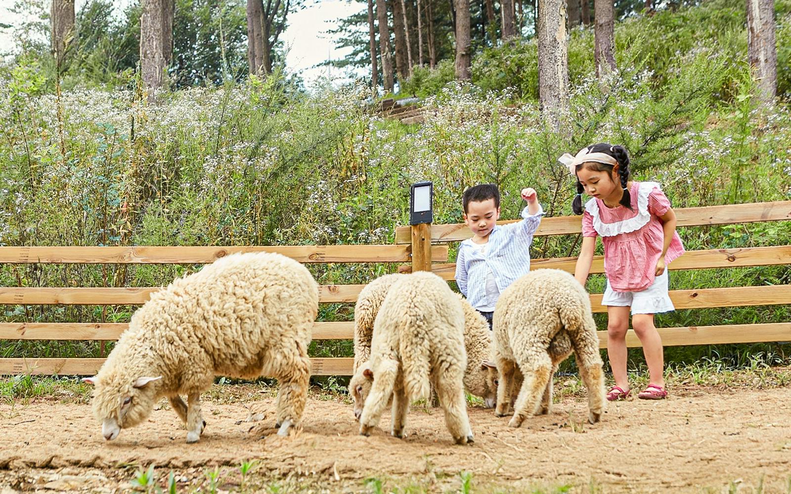 Nami Island Wildlife Exploration Day Tour with Alpaca World  Image 5
