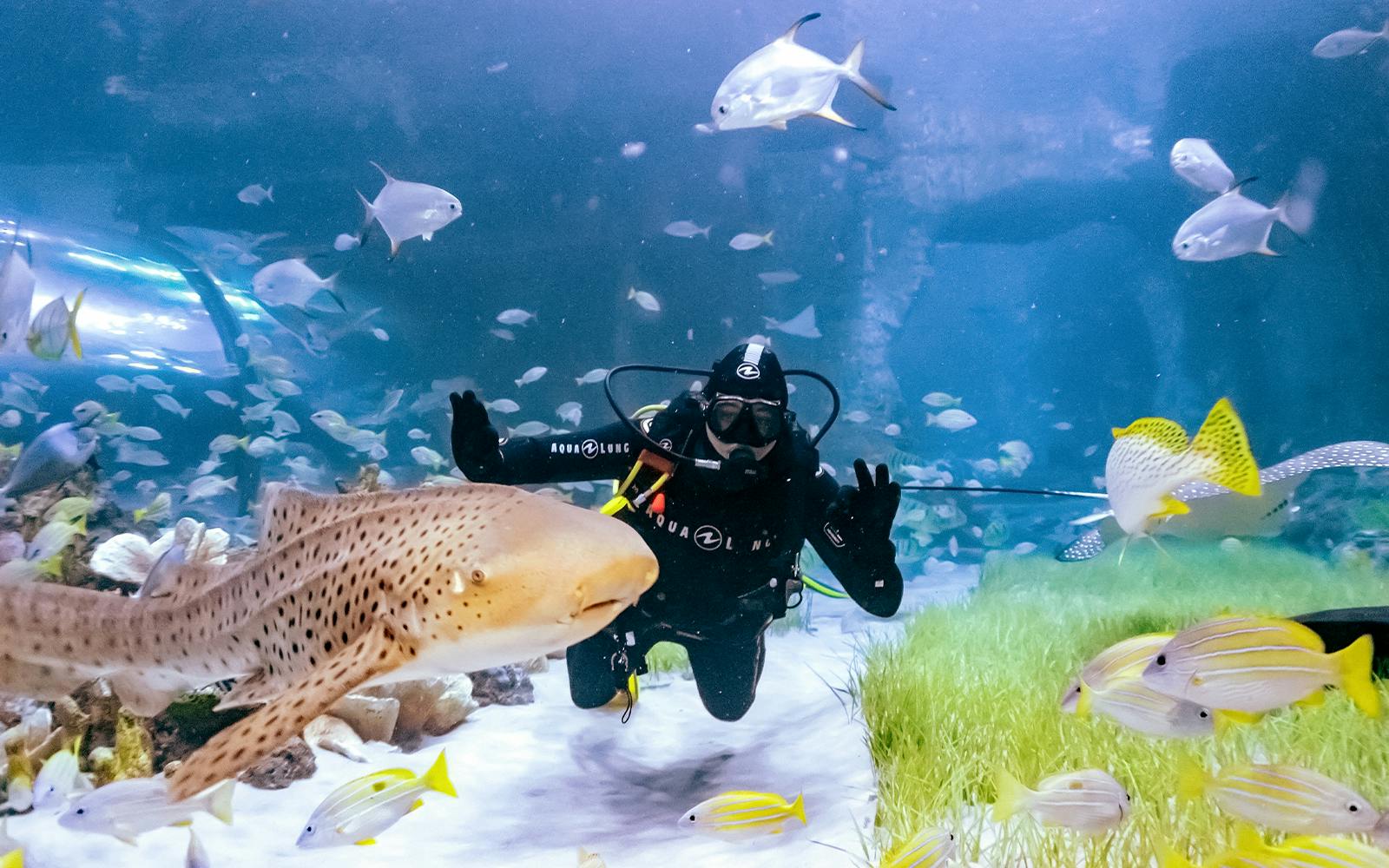 National Aquarium Abu Dhabi All Access Pass Tickets Image 12