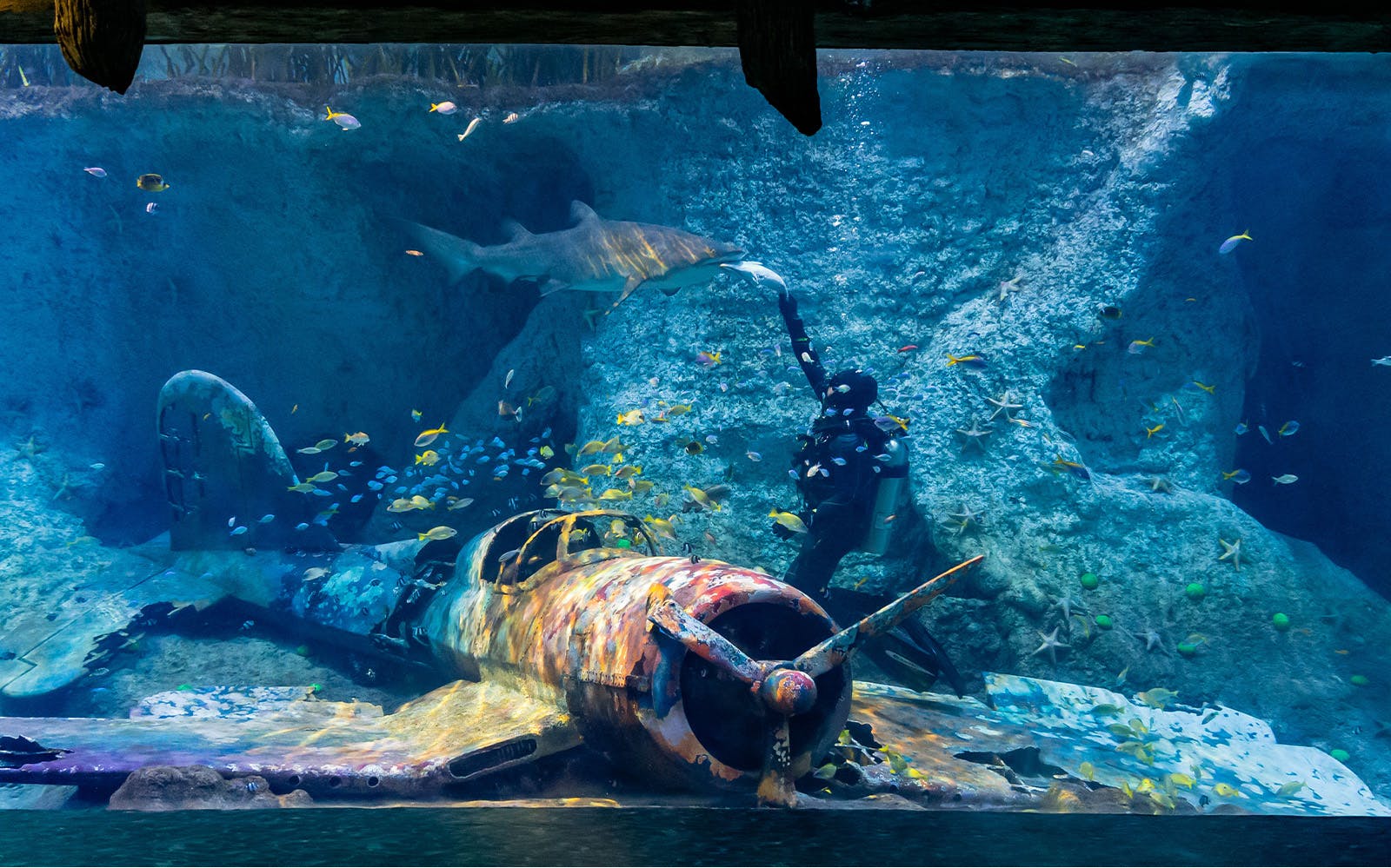 National Aquarium Abu Dhabi All Access Pass Tickets Image 5