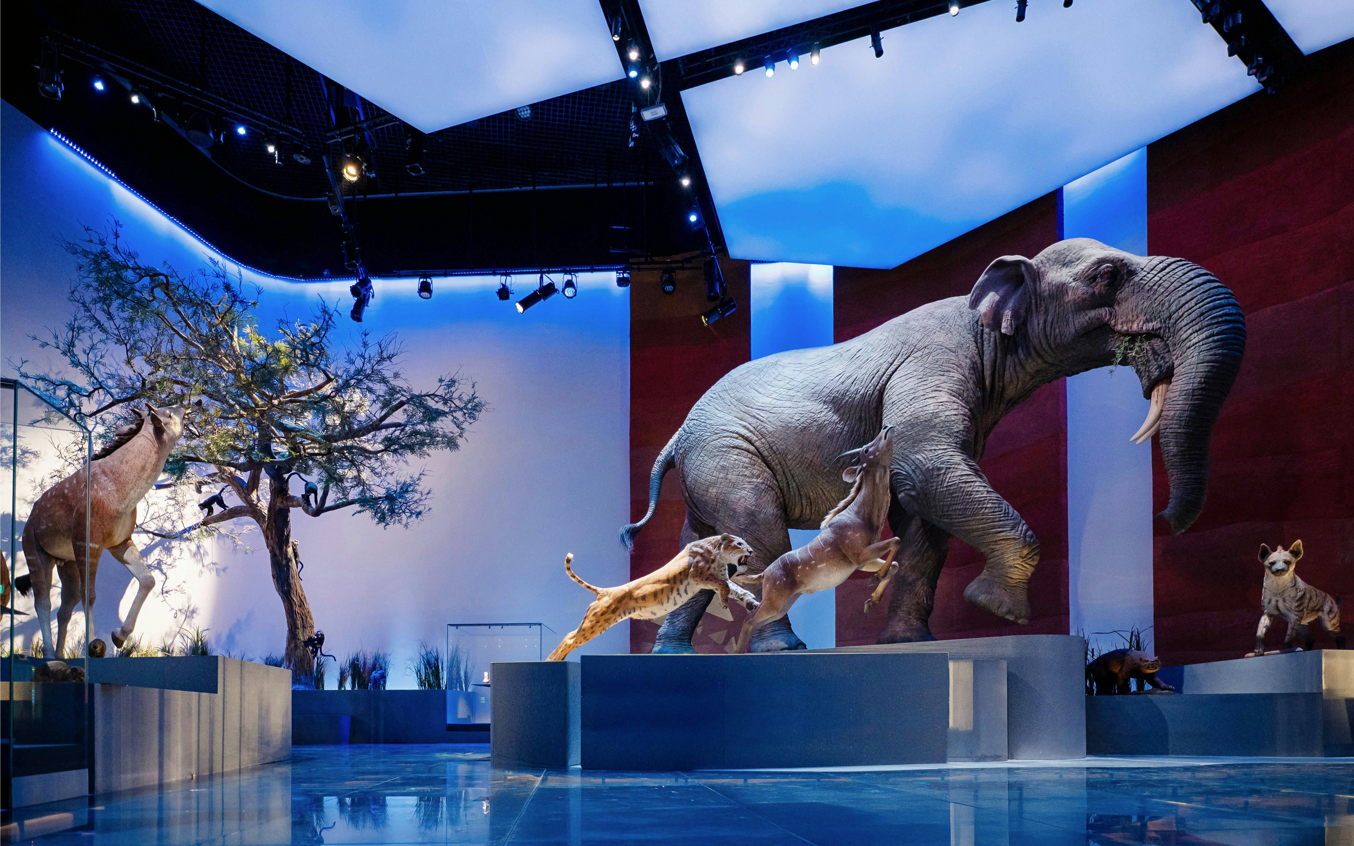 Natural History Museum Abu Dhabi Tickets Image 1