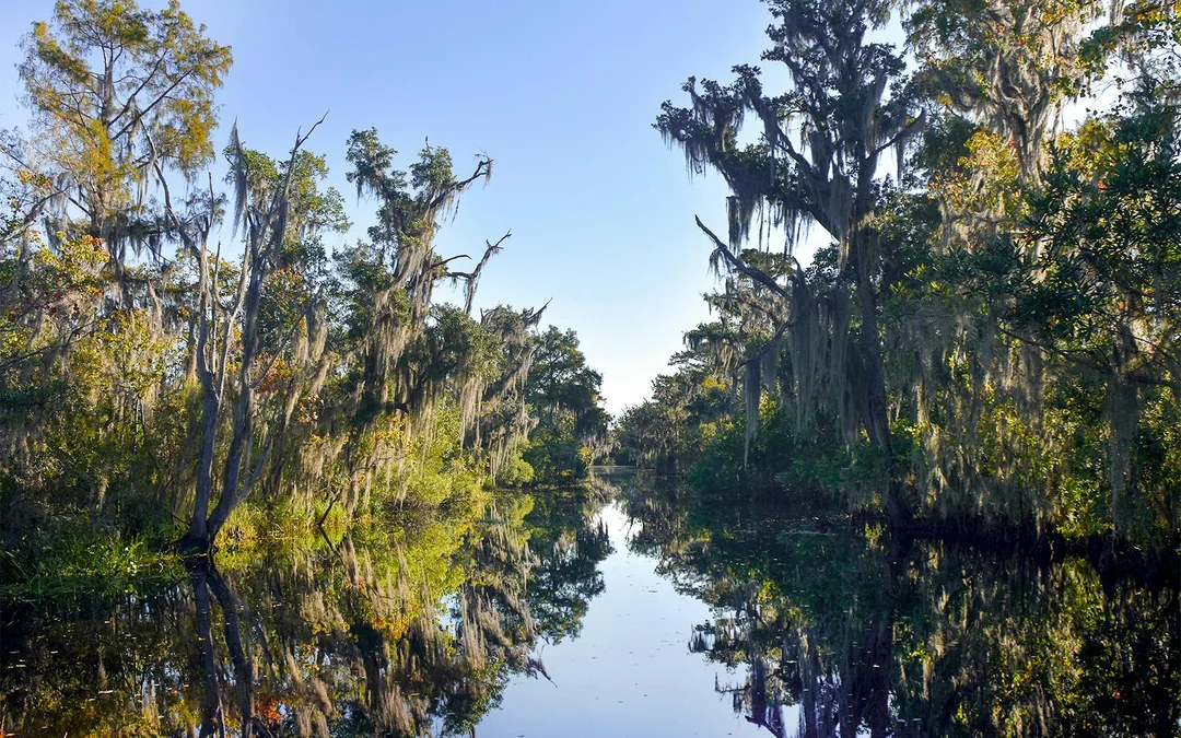 New Orleans: Small Airboat Swamp Tour Image 2