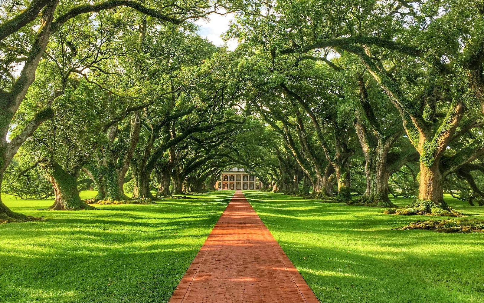 New Orleans: Swamp Boat Ride & Oak Alley Plantation Tour Image 5