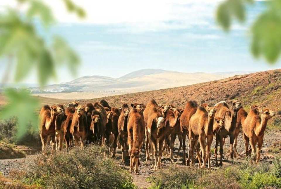 Oasis Wildlife Fuerteventura camel experience