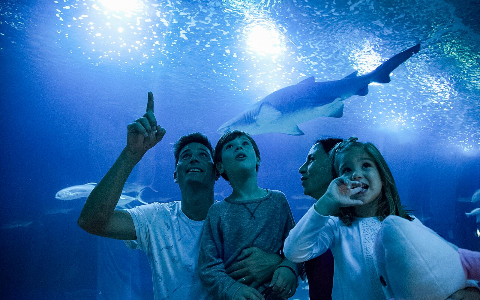 Oceanogràfic Tickets  Image 3