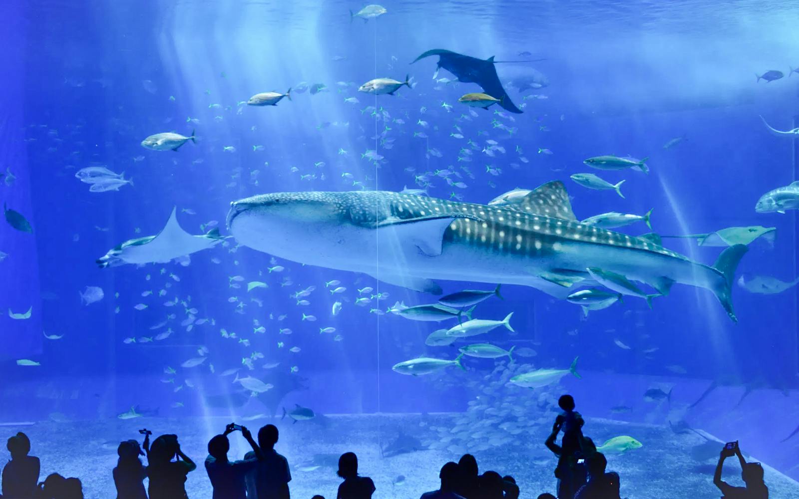 Okinawa Hip Hop Bus Tour with Churaumi Aquarium, Glass Boat Ride & American Village Image 3