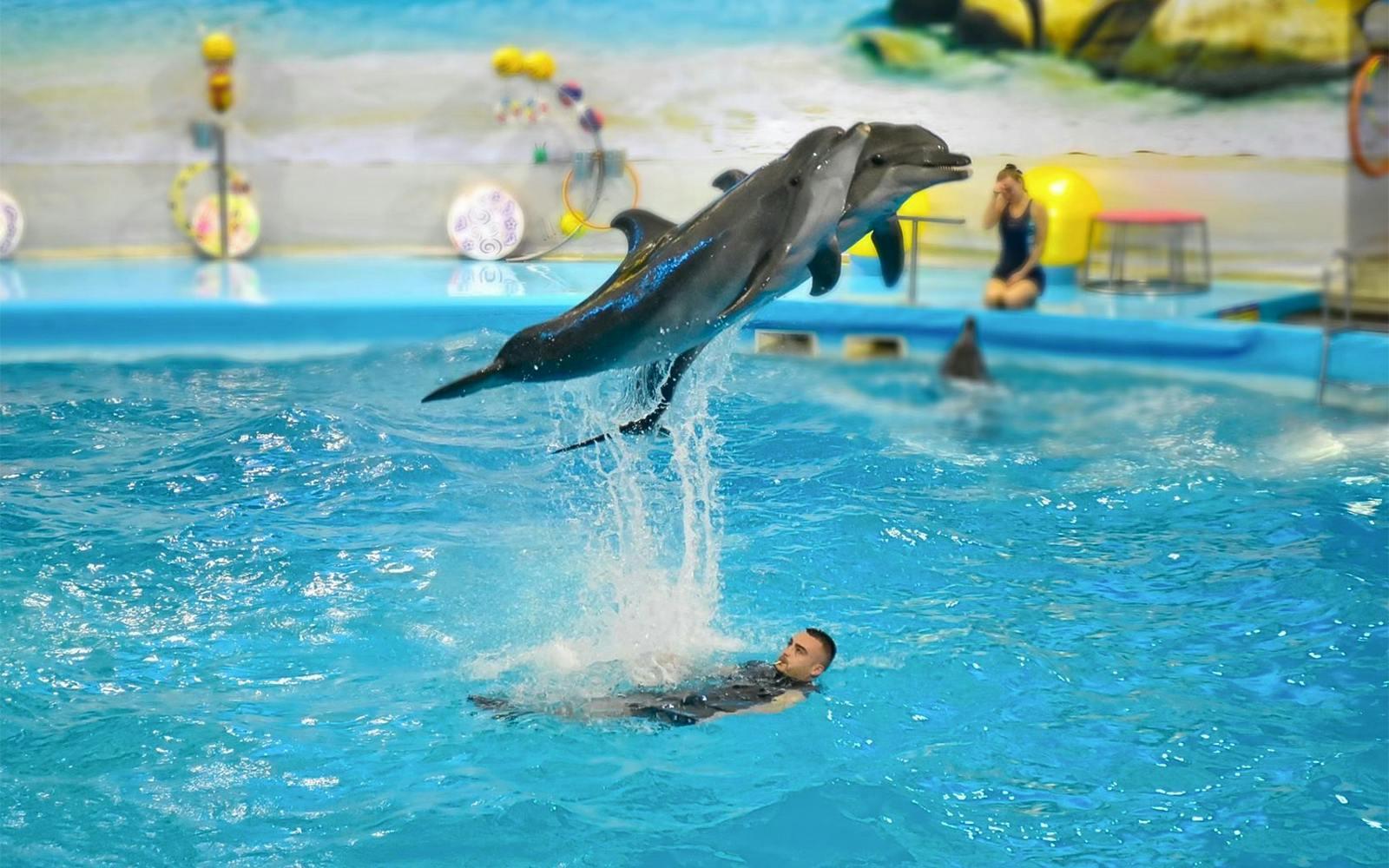 Phuket Dolphin Show Tickets: Foreigners Image 4