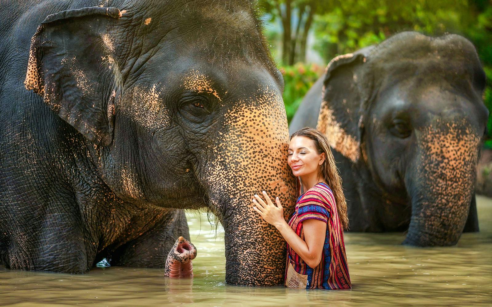 Phuket Elephant Jungle Sanctuary: Feed, Shower & Mud Spa Guided Tours with Optional Transfers Image 1