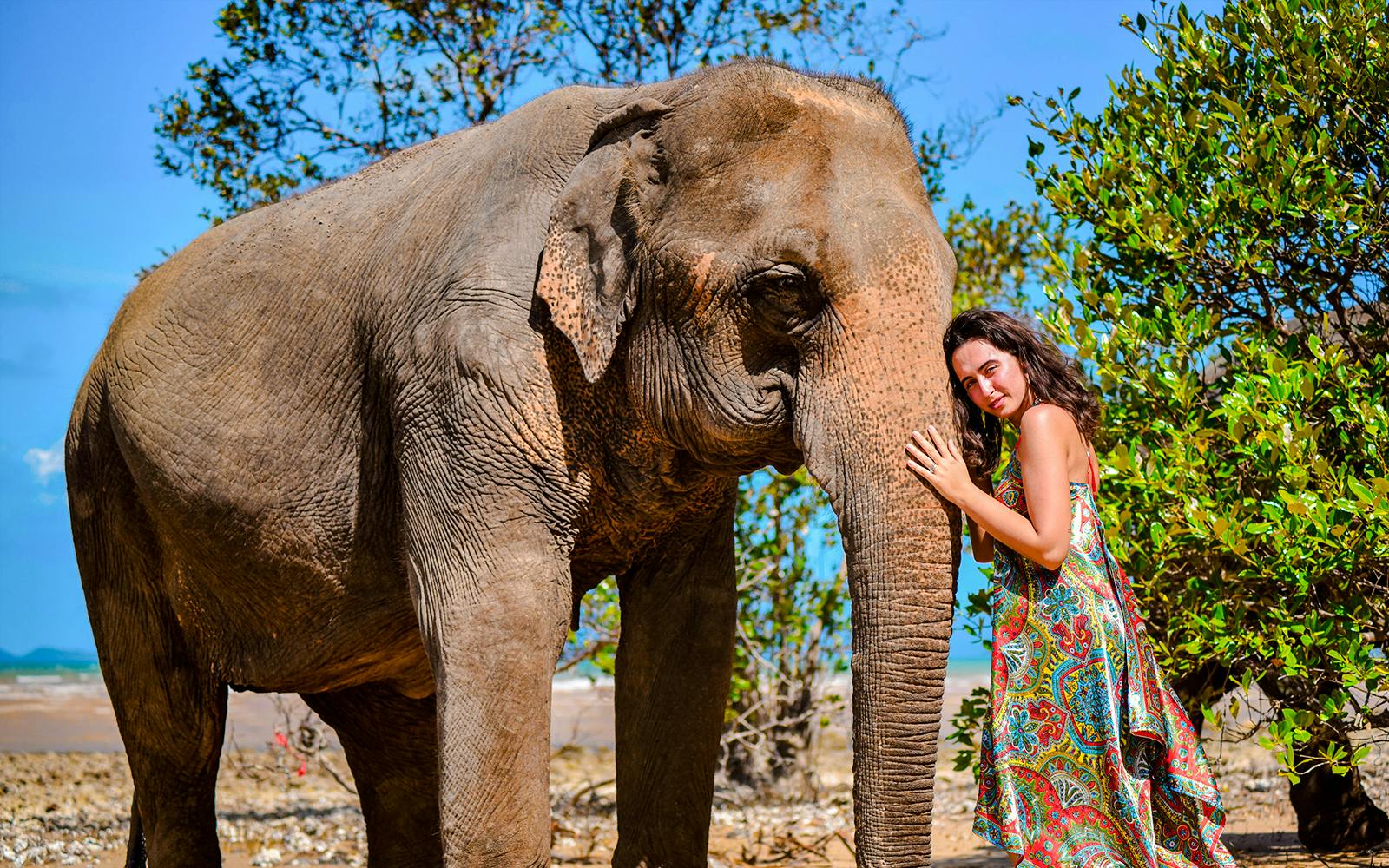 Phuket Lily Elephant Camp by the Beach: Feed & Shower Guided Tours with Optional Transfers Image 2