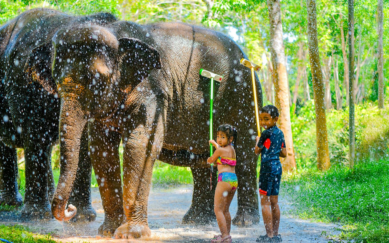 Phuket Lily Elephant Camp by the Beach: Feed & Shower Guided Tours with Optional Transfers Image 4