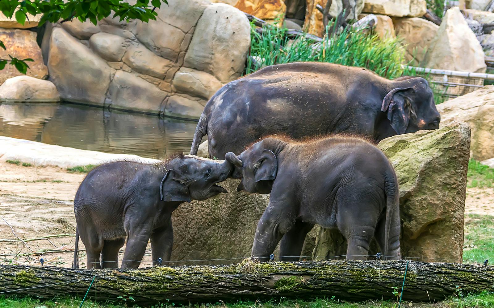 Prague Zoo Tickets Image 5
