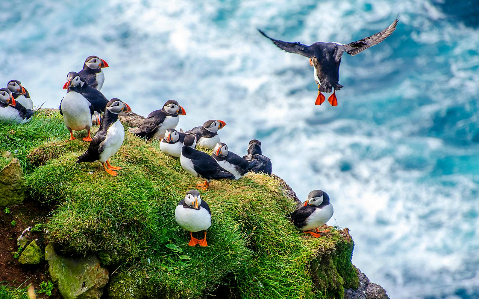 Reykjavik: Puffin Watching Boat Tour Image 4