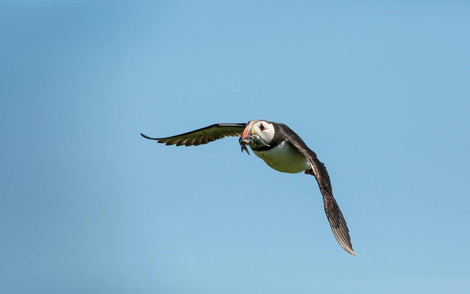 Reykjavik: Puffin Watching Boat Tour Image 5