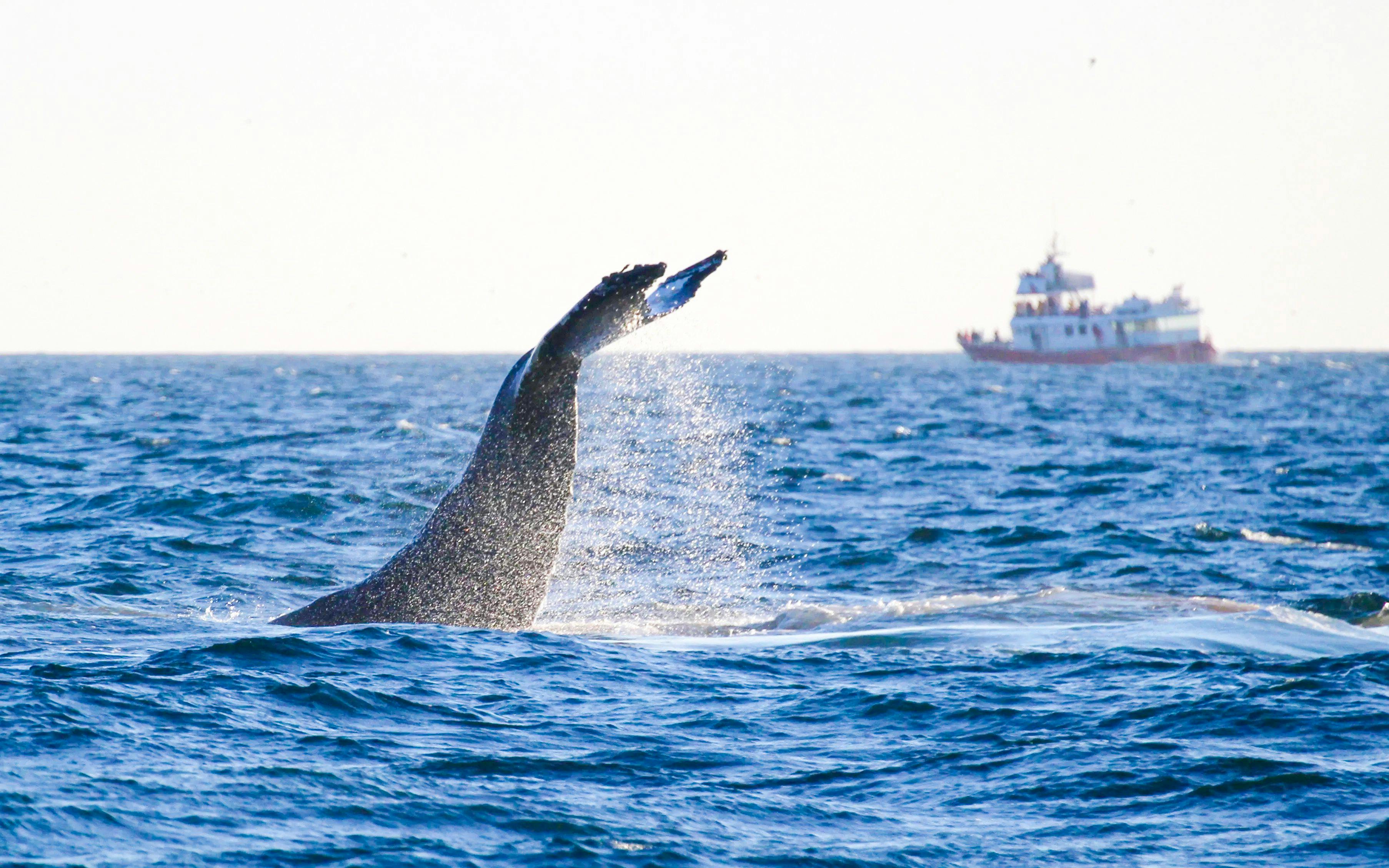 Reykjavik: The Original 3-Hour Whale Watching Tour Image 9