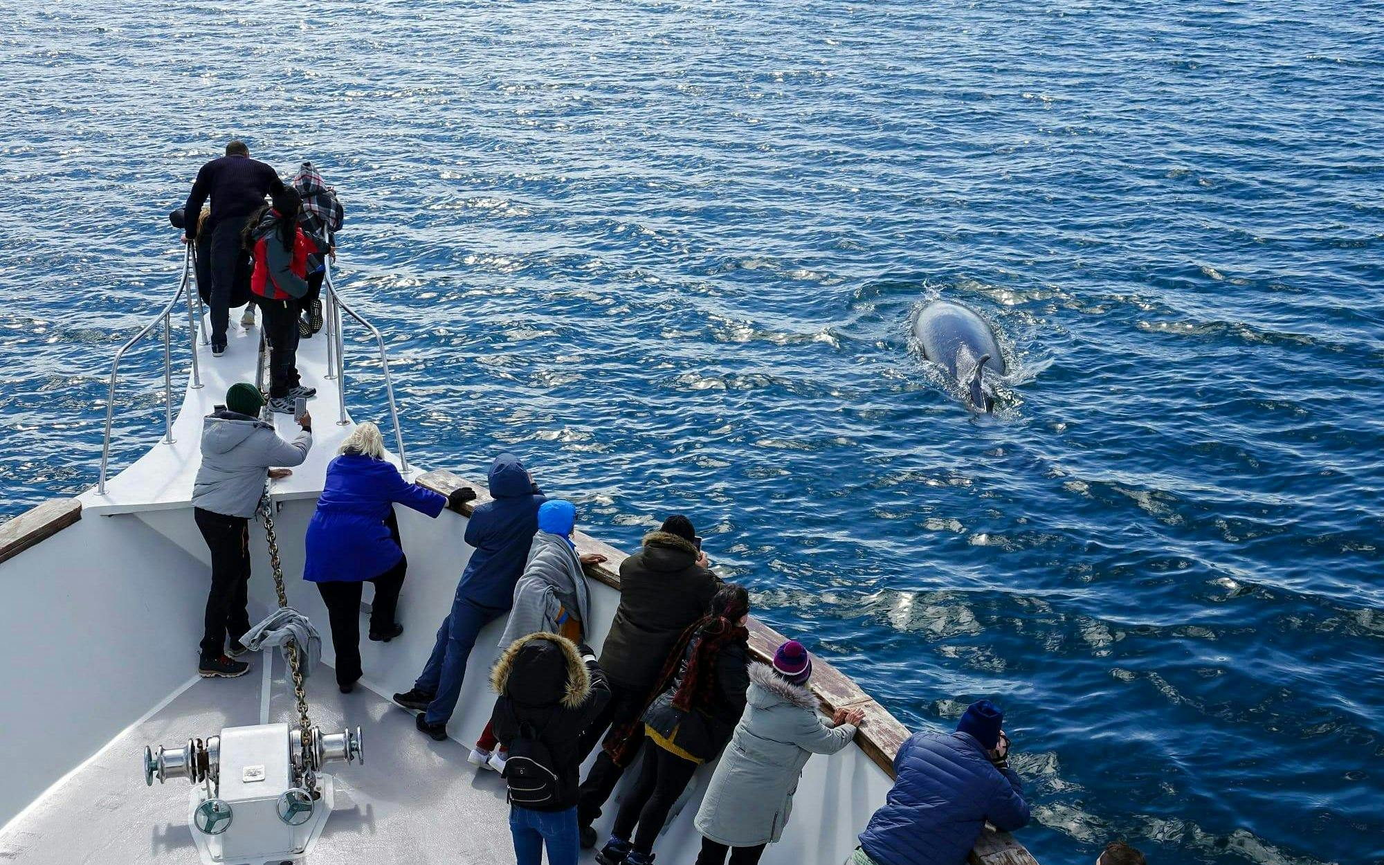 Reykjavik: Whale Watching & Marine Life Cruise Image 2