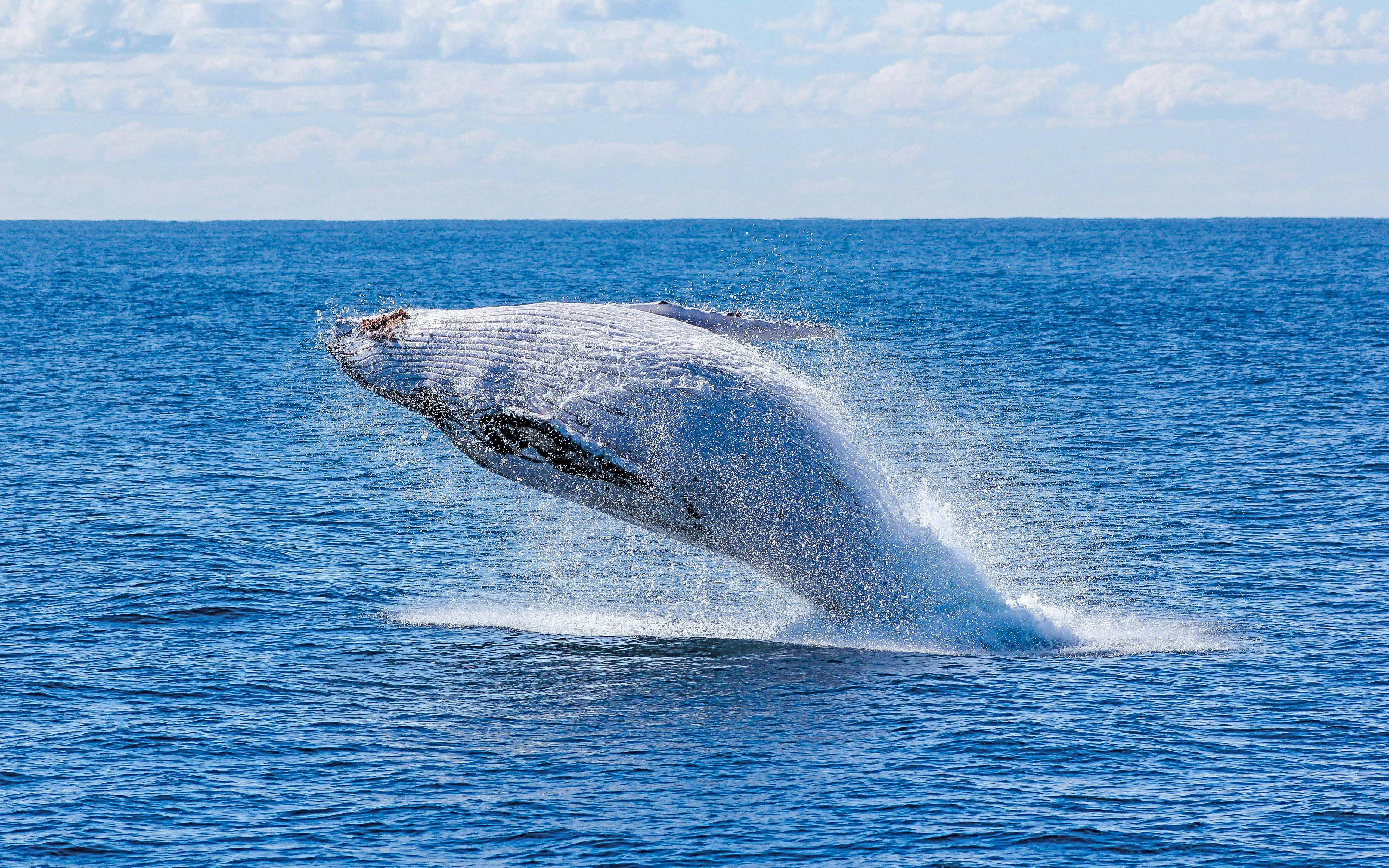 Reykjavik: Whale Watching & Marine Life Cruise Image 3