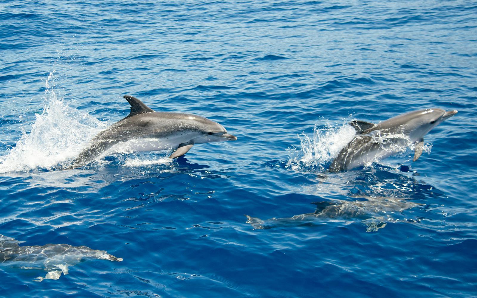 Reykjavik: Whale Watching & Marine Life Cruise Image 5