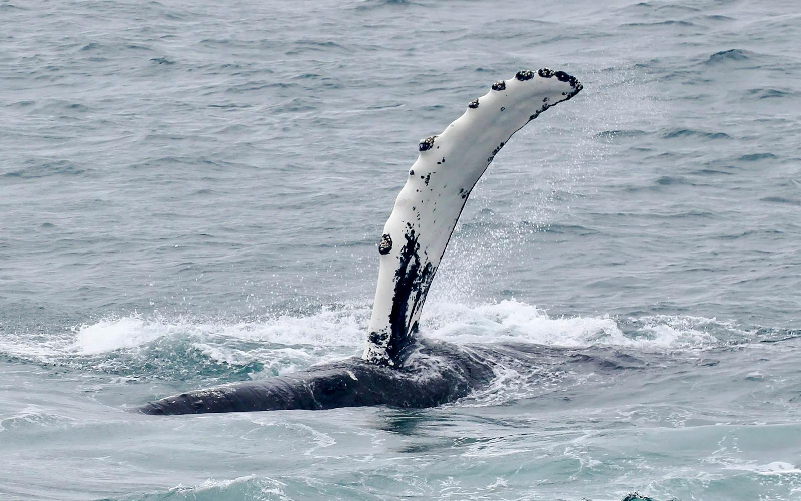 Reykjavik: Whale Watching & Northern Lights Cruise Combo Image 10