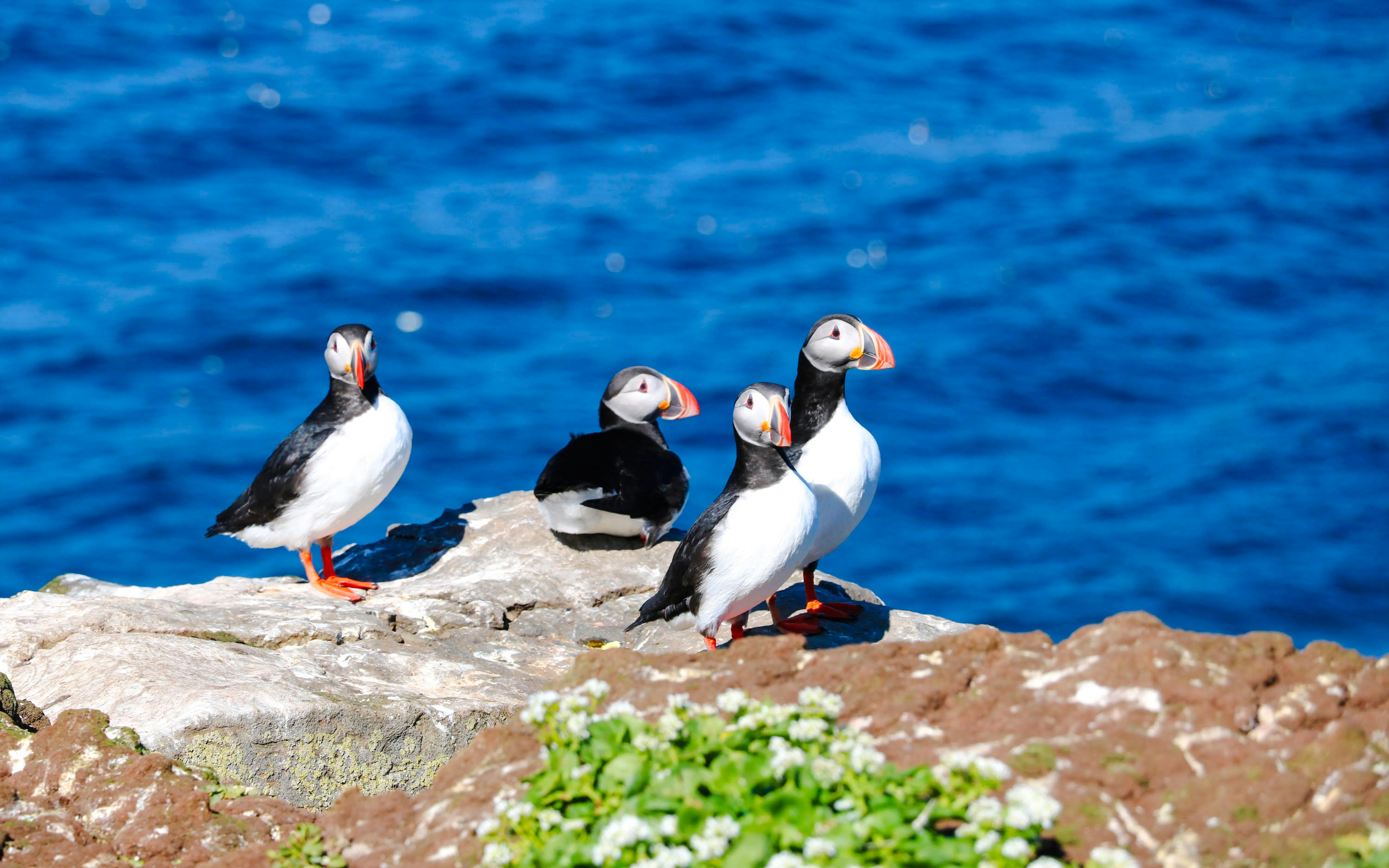 Reykjavik: Whale Watching & Puffin Tour on RIB speedboat Image 4