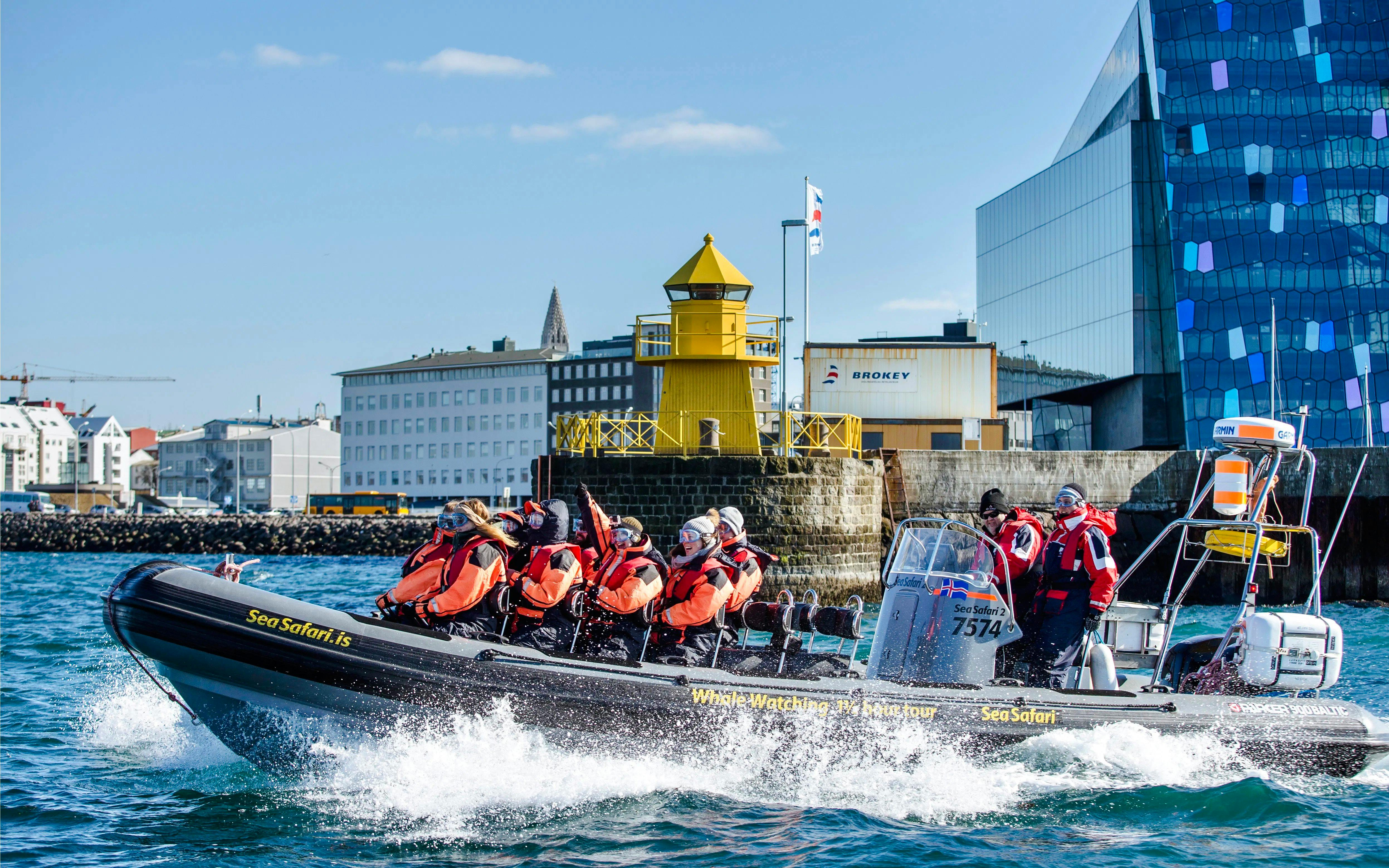 Reykjavik: Whale Watching & Puffin Tour on RIB speedboat Image 5