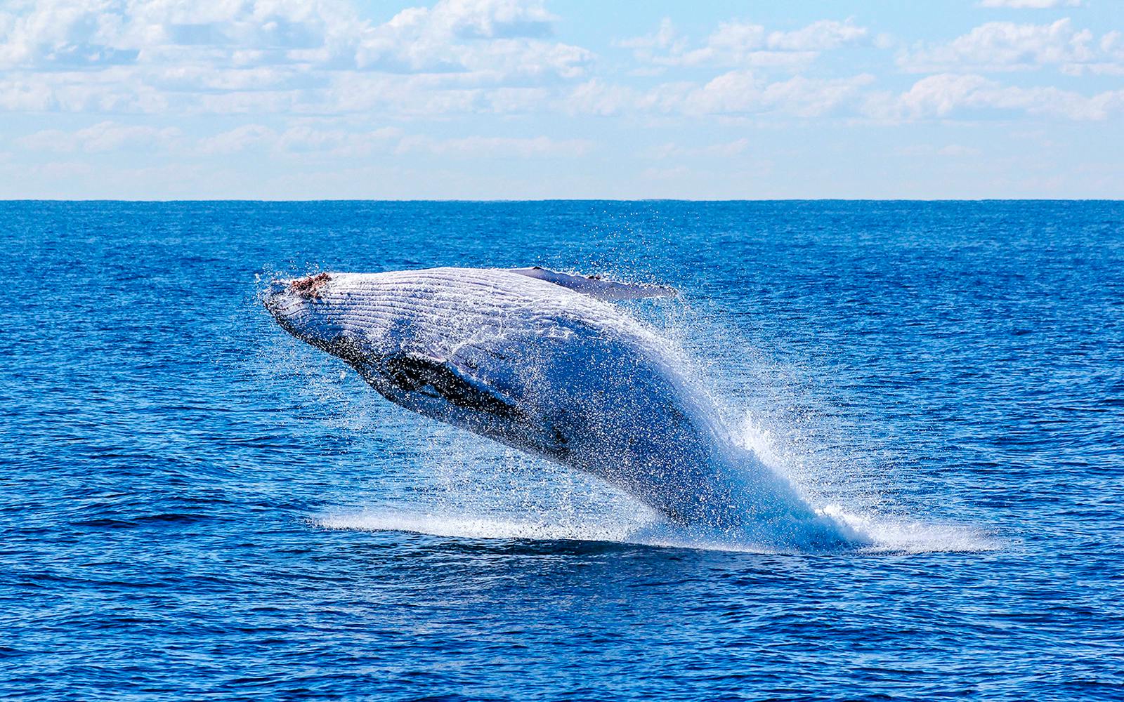 Reykjavik: Whale Watching on a Luxury Yacht Image 1