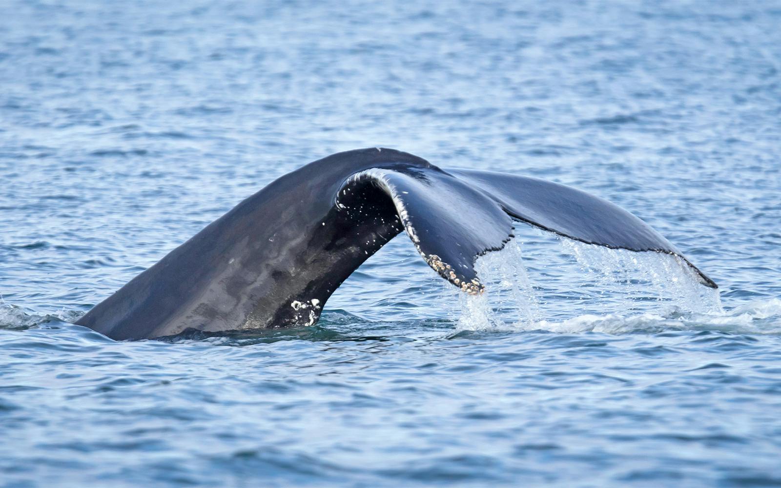 Reykjavik: Whale Watching Tour on an RIB Speedboat Image 2