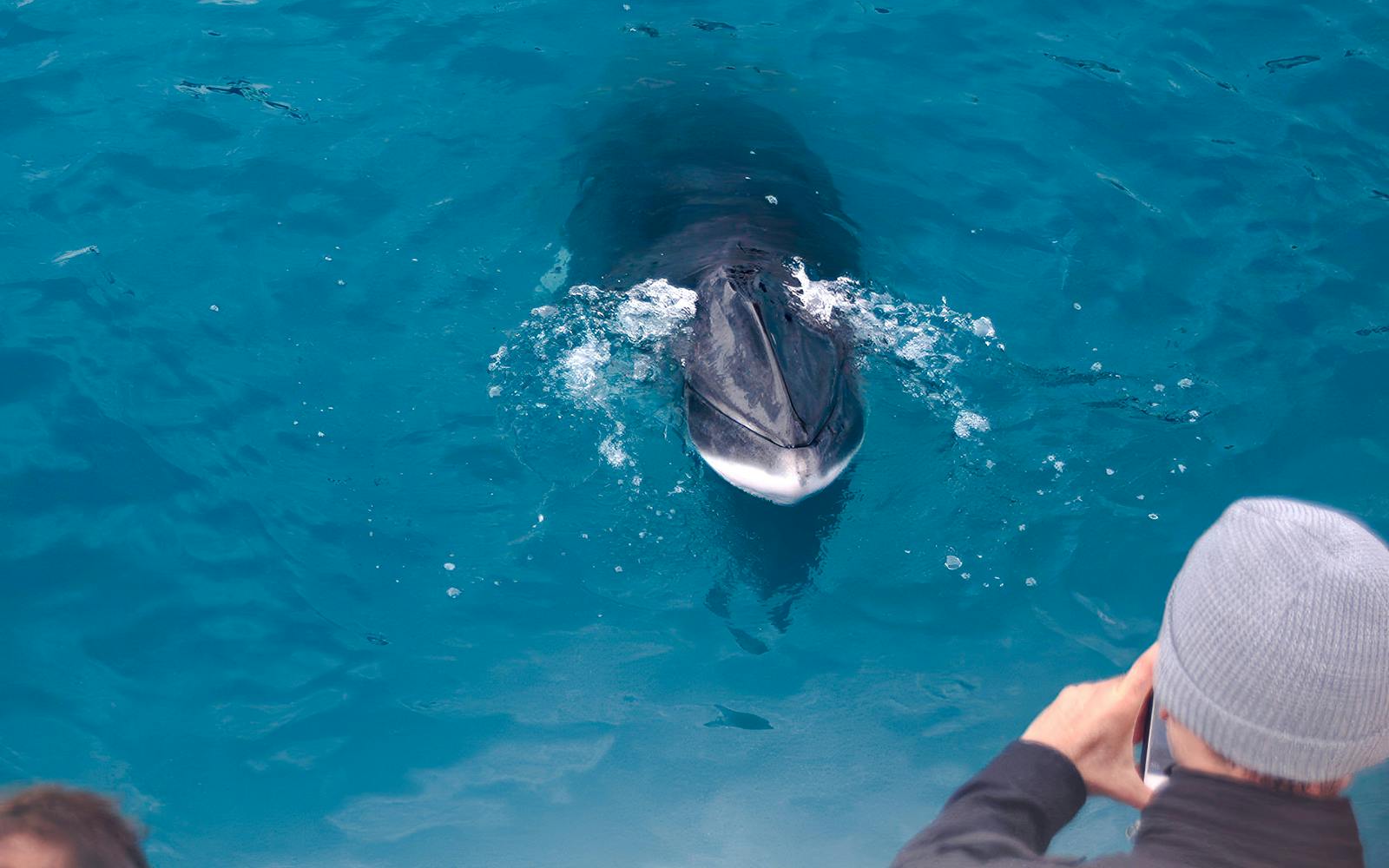 Reykjavik: Whales & Puffins Express Cruise Combo Tour Image 2