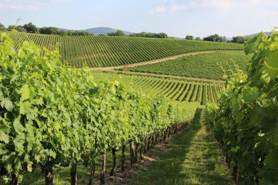 Scenic E-Bike Tour in Chianti Wine Region with Lunch
