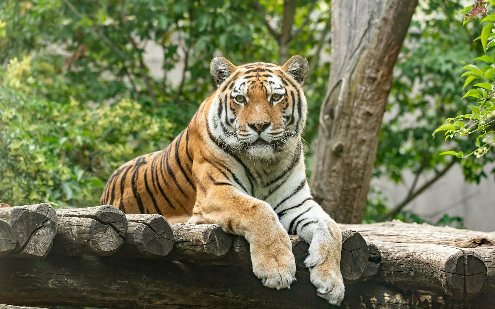 Schönbrunn Zoo Skip-The-Line Ticket Image 1